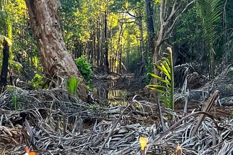 Lahan mangrove ditorete yang telah tergusur.  (Intergrenmedia )