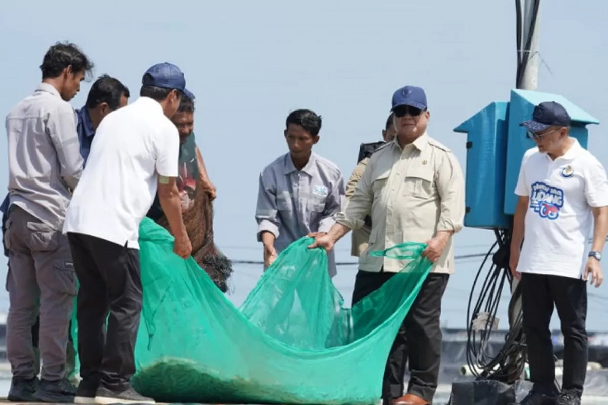 Presiden Prabowo turut tarik jaring bersama nelayan tambak saat panen raya udang di Kebumen.