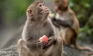 Ramalan Shio Monyet Hari Ini, Jumat 4 Agustus 2023: Berhati-hatilah dalam Tindakan dan Ucapanmu Yah!