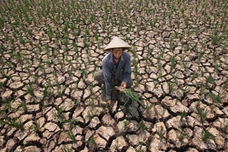 Bmkg Sebut Wilayah Di Ntt Waspada Potensi Kekeringan Simak Selengkapnya Batas Timor