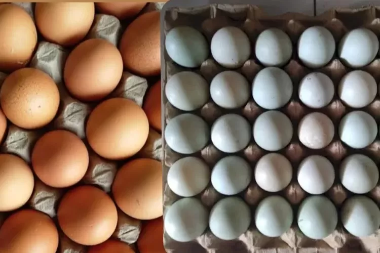 Telur Bebek dan Telur Ayam