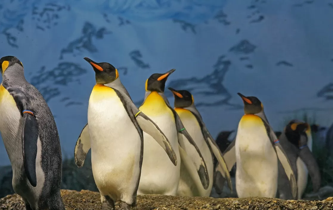 Rahasia Tersembunyi! Inilah Fakta-Fakta Mengejutkan tentang Pinguin yang  Belum Kamu Ketahui - Cari Aku