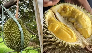 Enggak Perlu ke Luar Kota, di Depok ada Kebun Durian yang bisa Dinikmati Langsung dari Pohonnya, Harganya Sangat Terjangkau