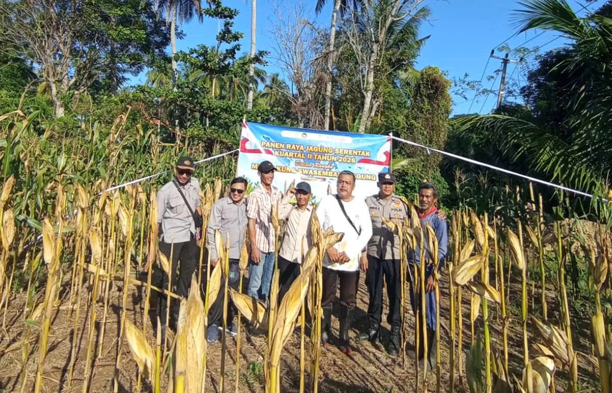 Polsek Sindangbarang Cianjur panen 5 ton jagung hibrida. (FOTO: Ist)