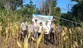 Dukung Ketahanan Pangan, Polsek Sindangbarang Cianjur Panen 5 Ton Jagung Hibrida
