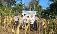 Dukung Ketahanan Pangan, Polsek Sindangbarang Cianjur Panen 5 Ton Jagung Hibrida