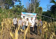 Dukung Ketahanan Pangan, Polsek Sindangbarang Cianjur Panen 5 Ton Jagung Hibrida