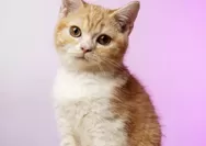 Kalian Wajib Tau! Inilah Hukumnya Memelihara Hewan di Dalam Rumah Menurut Agama Islam