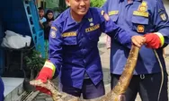 Sering Hujan, Sebulan Damkar Kendal Amankan 15 Biawak 