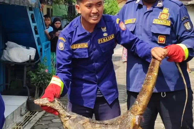 Petugas Damkar Kendal menangkap seekor biawak yang masuk ke pemukiman warga di RSS.  (Edi prayitno/kontributor kendal)