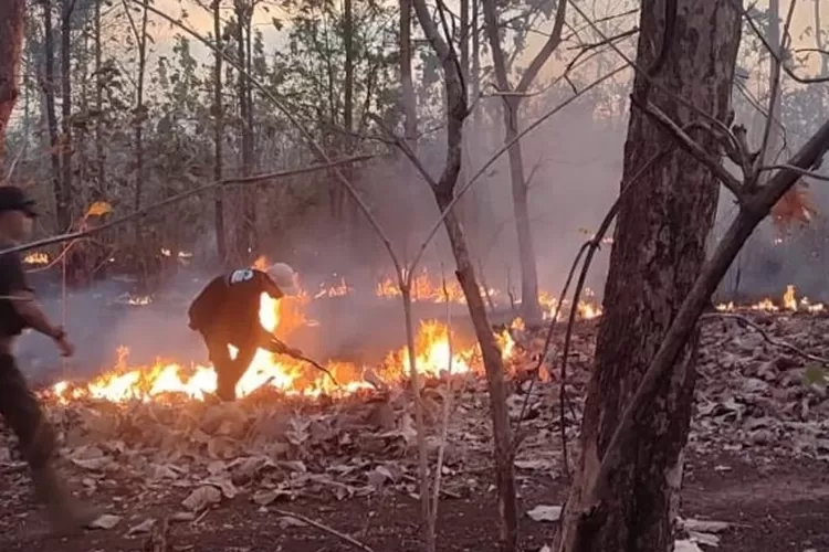 Kebakaran Terjadi Di Taman Nasional Baluran Situbondo Banyuwangi Hingga ...