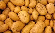 Produktivitas Kentang Kerinci Meningkat 8,76 Persen Tahun 2025, Kementan Dorong Terobosan Untuk Menjaga Stabilitas Produksi dan Harga Kentang
