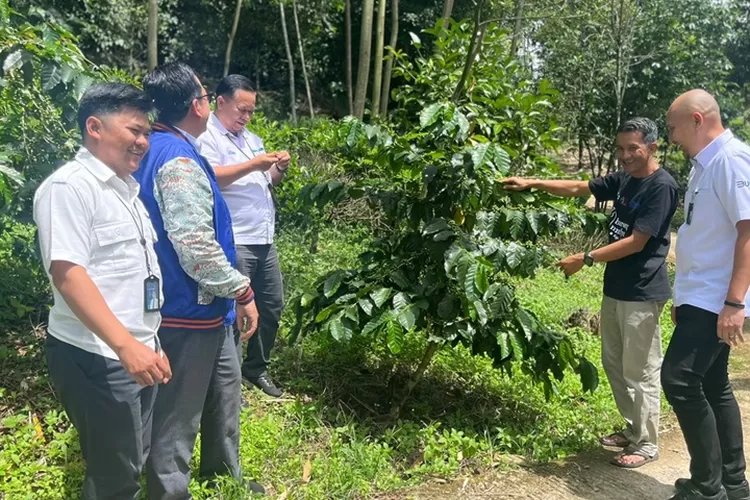 Pimpinan BRI Purwakarta, Alganii, bersama tim meninjau langsung potensi kluster kopi di kebun di Desa Pusakamulya. (Dok. BRI Wanayasa/Indra S. Hermawan)