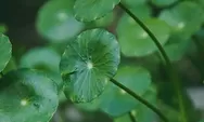 8 Manfaat Centella Asiatica untuk Kulit Sehat, Cerah, dan Glowing