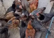 Cara Sukses Usaha Ternak Ayam Kampung yang Cepat Panen: Panduan Lengkap untuk Peternak Pemula