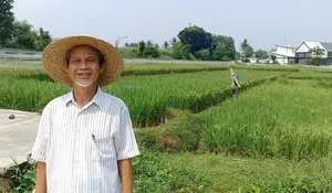 Dosen IPB Hajrial Aswidinnoor Aktif Puluhan Tahun Menghasilkan 13 Varietas Padi Baru: Kementan Borong IPB 9G karena Produktivitas Tinggi-Hemat Pupuk