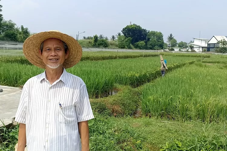 Dosen IPB Hajrial Aswidinnoor memberikan bimbingan kepada mahasiswanya di sawah Babakan yang menjadi lokasi penelitian mahasiswa. (Hilmi Setiawan/Jawa Pos)