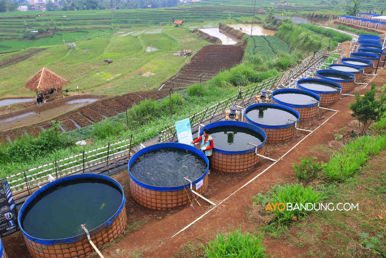 Budidaya Ikan Lele Dengan Sistem Bioflok